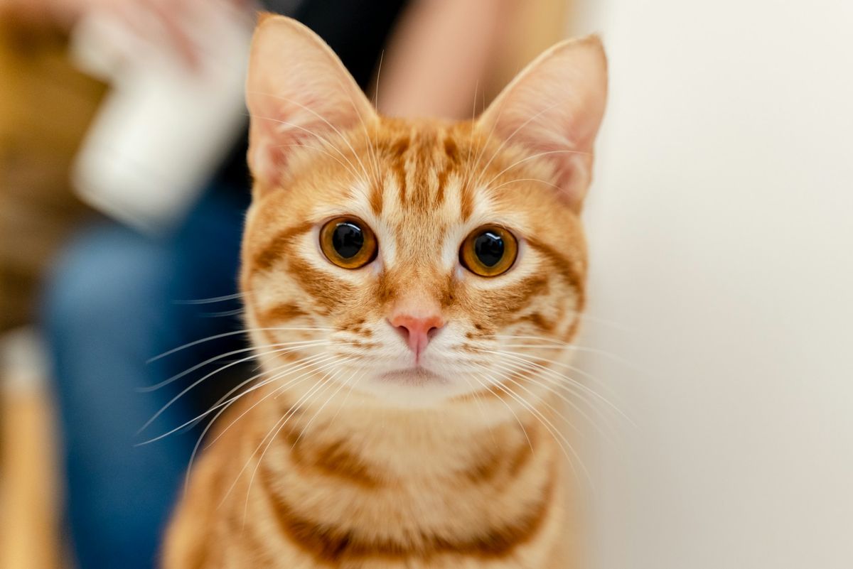 Punca FIP pada Kucing