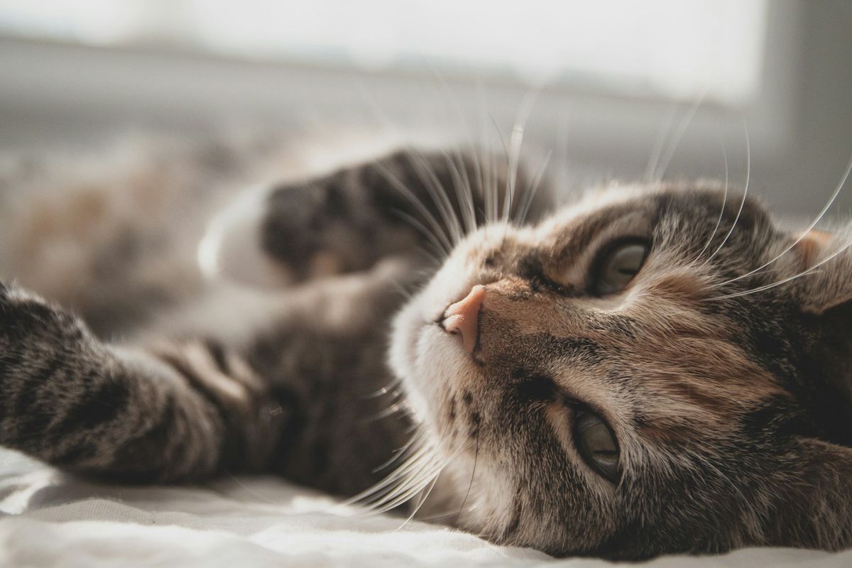 Bagaimanakah FIP Didiagnosis dalam Kucing?