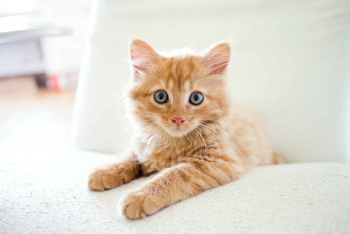 Jangka Hayat Kucing: Harapan Baru dengan GS-441524