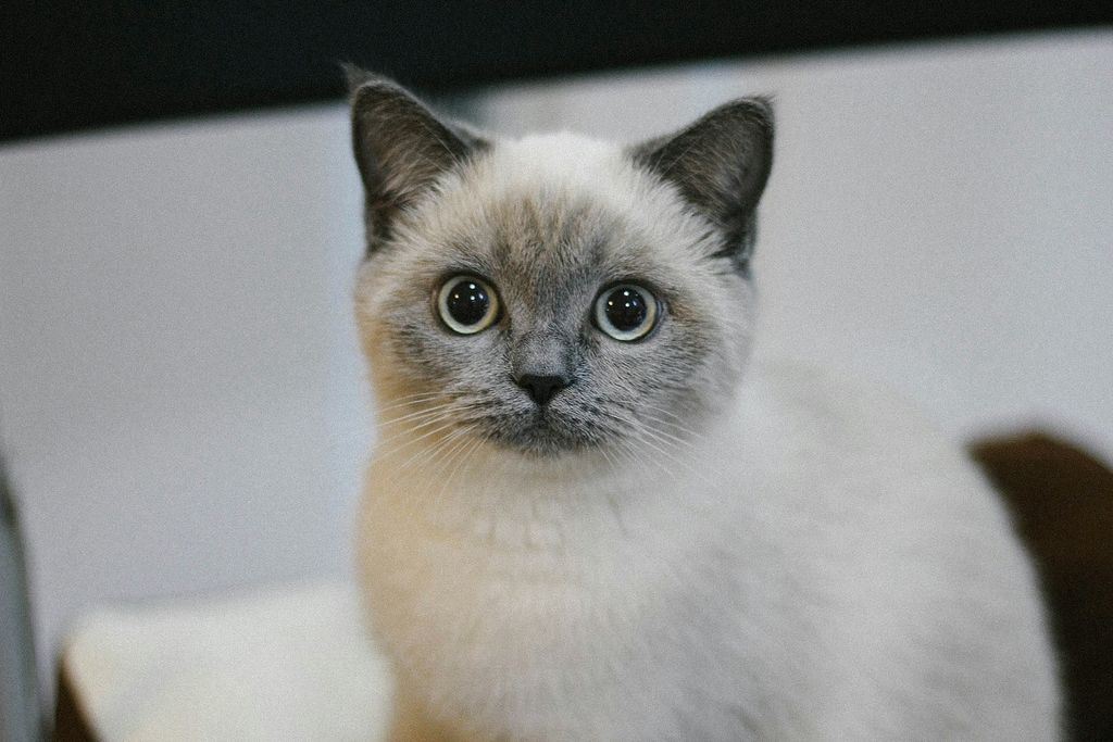 Rawat & Pantau Kucing FIP di Rumah: Tips Praktikal untuk Pemilik