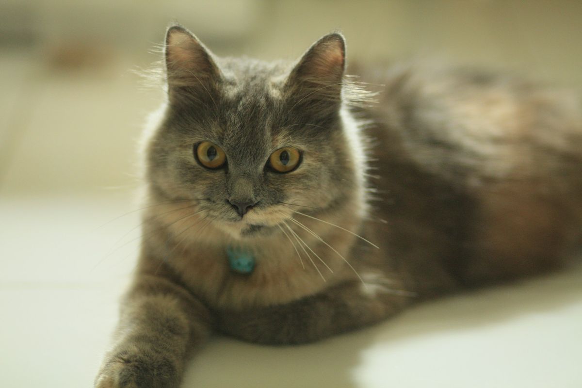 Hidup Bersama Kucing yang Didiagnosis FIP: Tip Emosi & Praktikal
