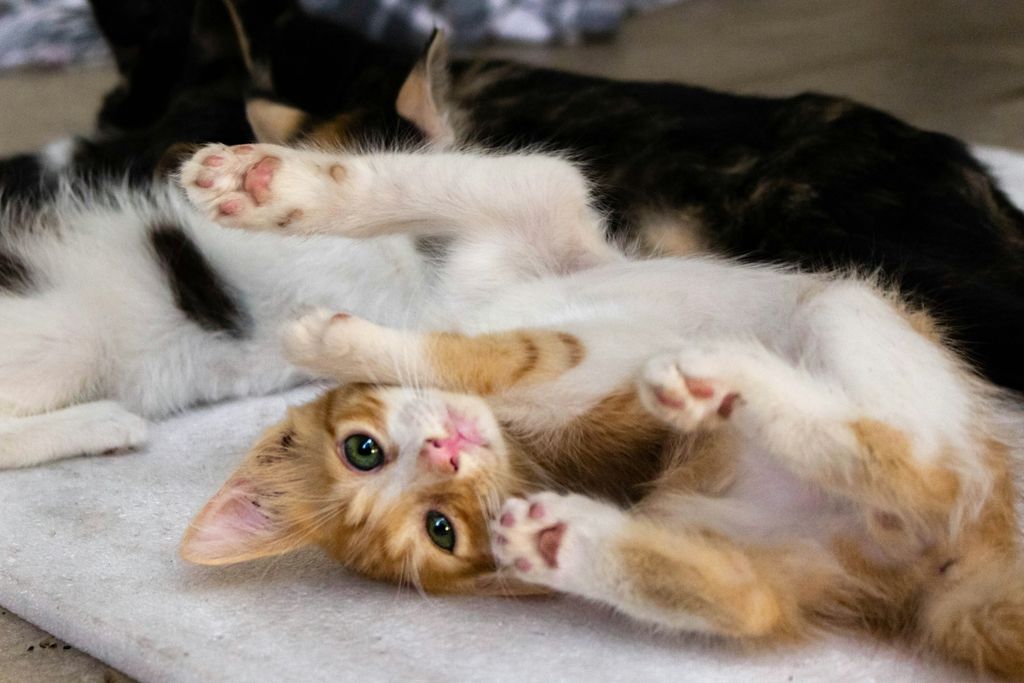 Tinggal Bersama Banyak Kucing? Ketahui Cara Cegah FIP Sekarang!