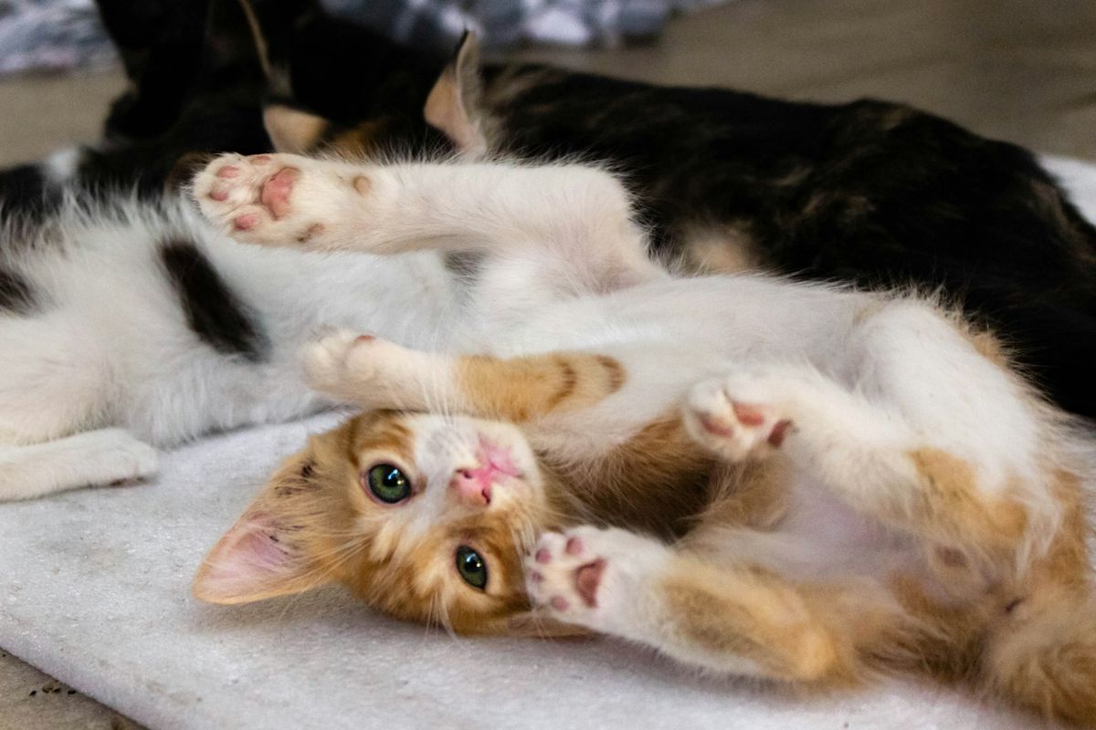 Tinggal Bersama Banyak Kucing? Ketahui Cara Cegah FIP Sekarang!