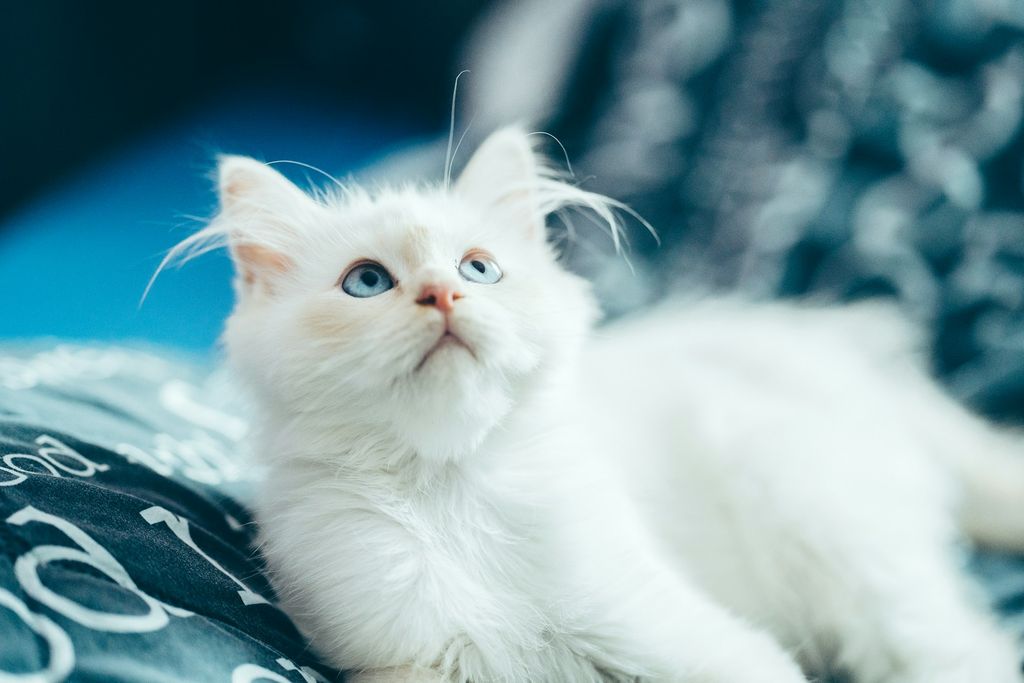 Rumah Bebas Stres untuk Kucing Sakit FIP: Begini Caranya!