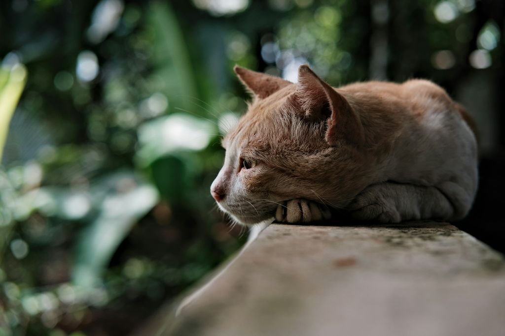 Panduan Lengkap Diet Kucing FIP: Makanan Bagus & Perlu Dielakkan