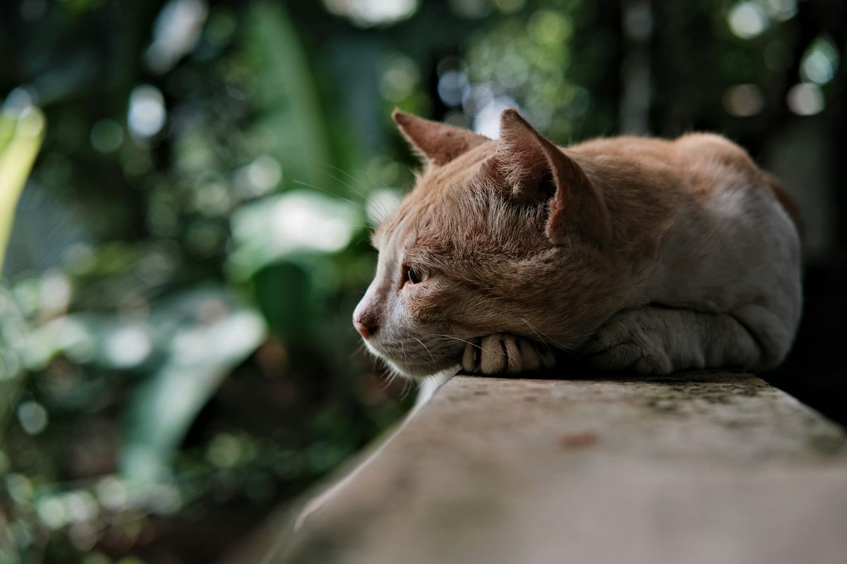 Panduan Lengkap Diet Kucing FIP: Makanan Bagus & Perlu Dielakkan