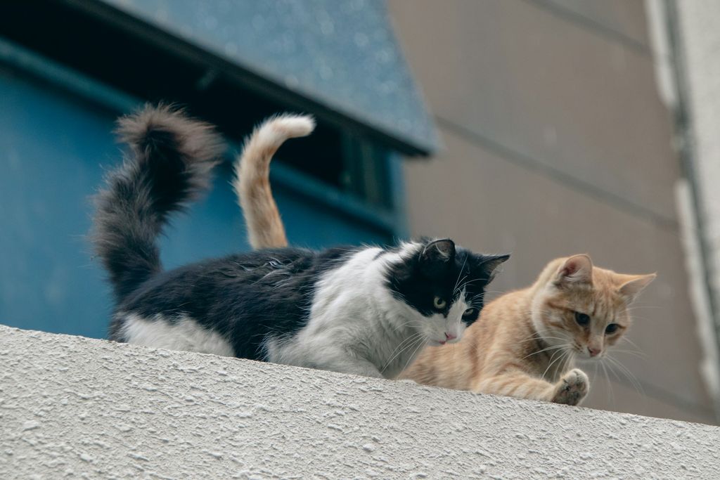 Sanitasi dan Pengasingan: Kunci Utama Lindungi Kucing Lain dari FIP