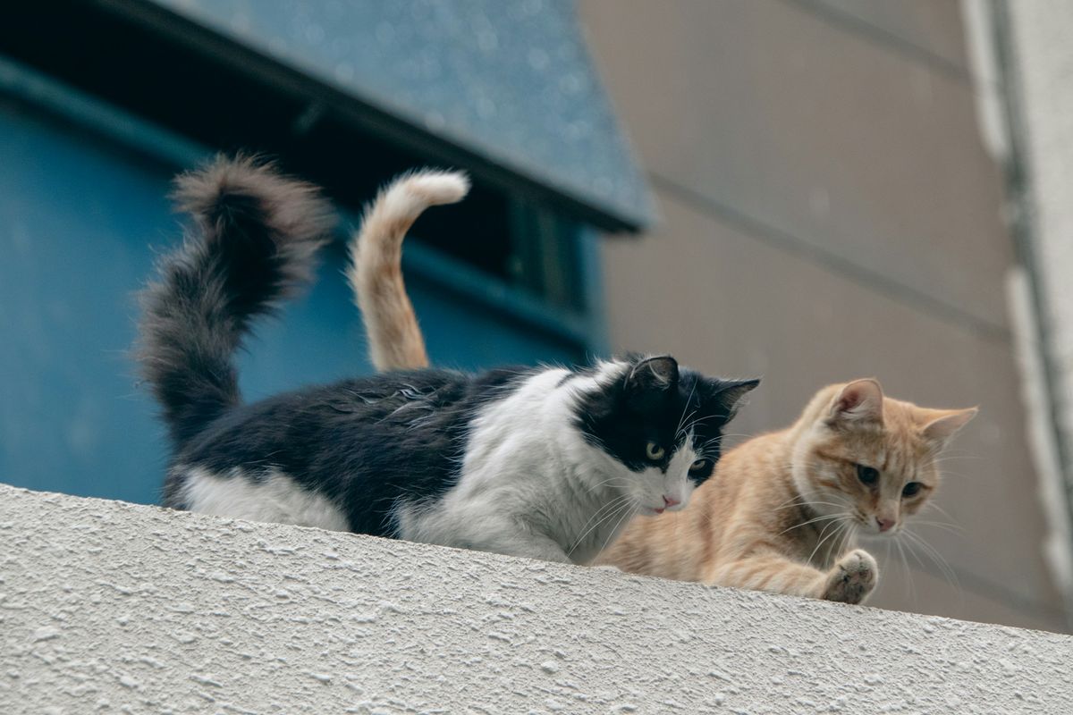 Sanitasi dan Pengasingan: Kunci Utama Lindungi Kucing Lain dari FIP