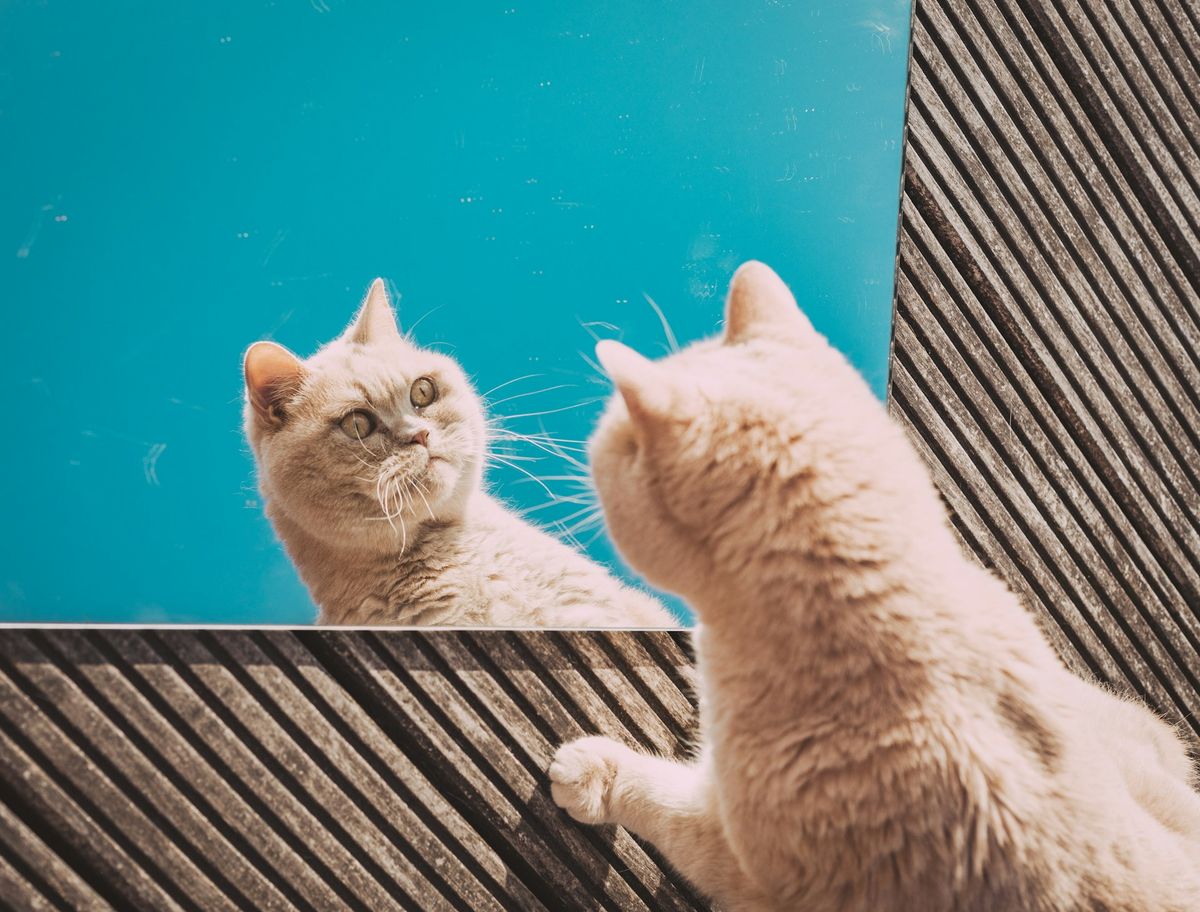 Feline Infectious Peritonitis (FIP) Kering: Ancaman Senyap terhadap Otak dan Mata Kucing Anda