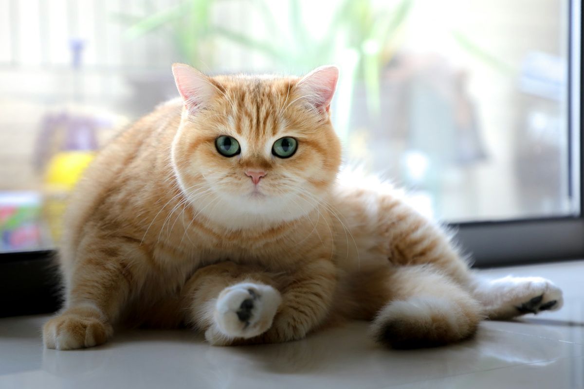 Mengapa Memulakan Rawatan FIP Lebih Awal Menyelamatkan Nyawa Kucing Anda