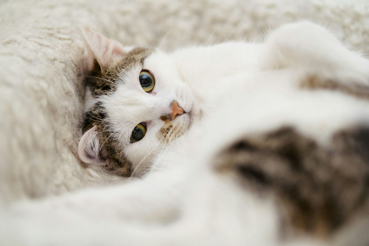 Berapa Lama Kucing Boleh Hidup dengan FIP?