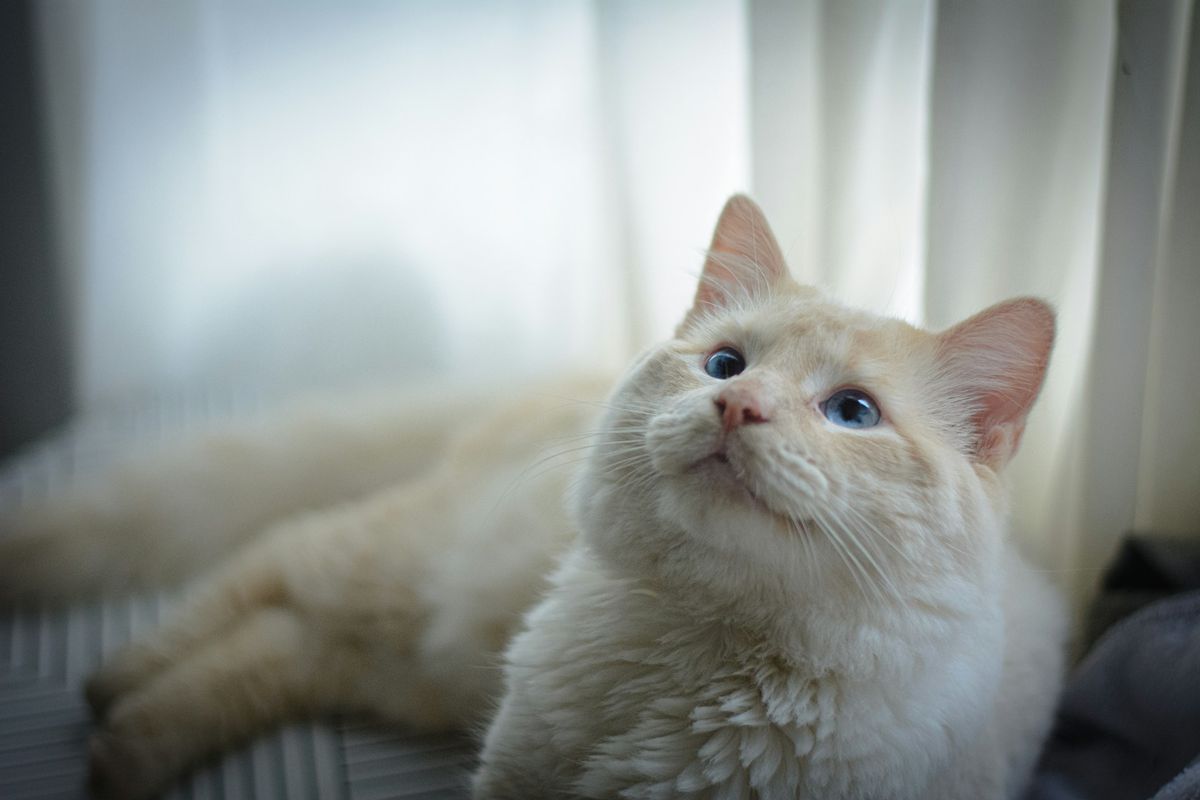 Bolehkah FIP Disembuhkan? Panduan Lengkap Tentang Rawatan FIP untuk Kucing di Malaysia