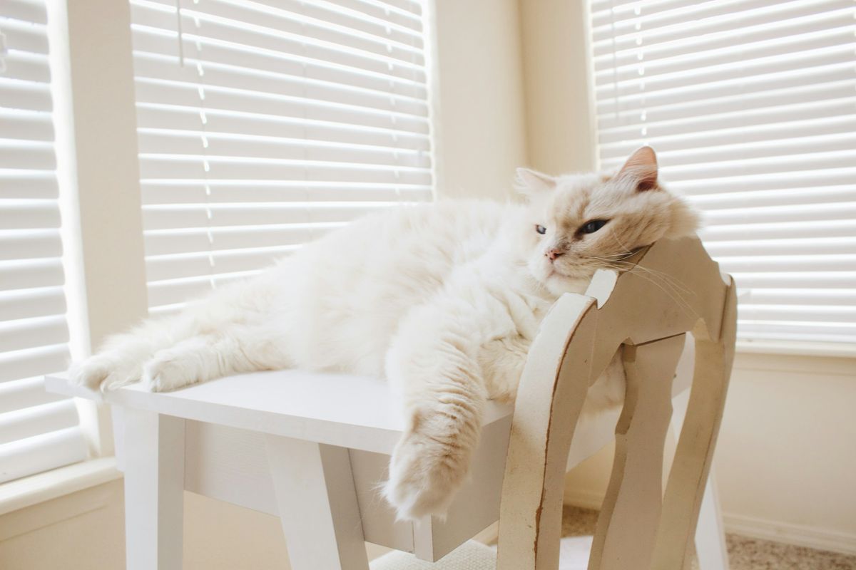 FIP pada Kucing: Dari Infeksi ke Gejala