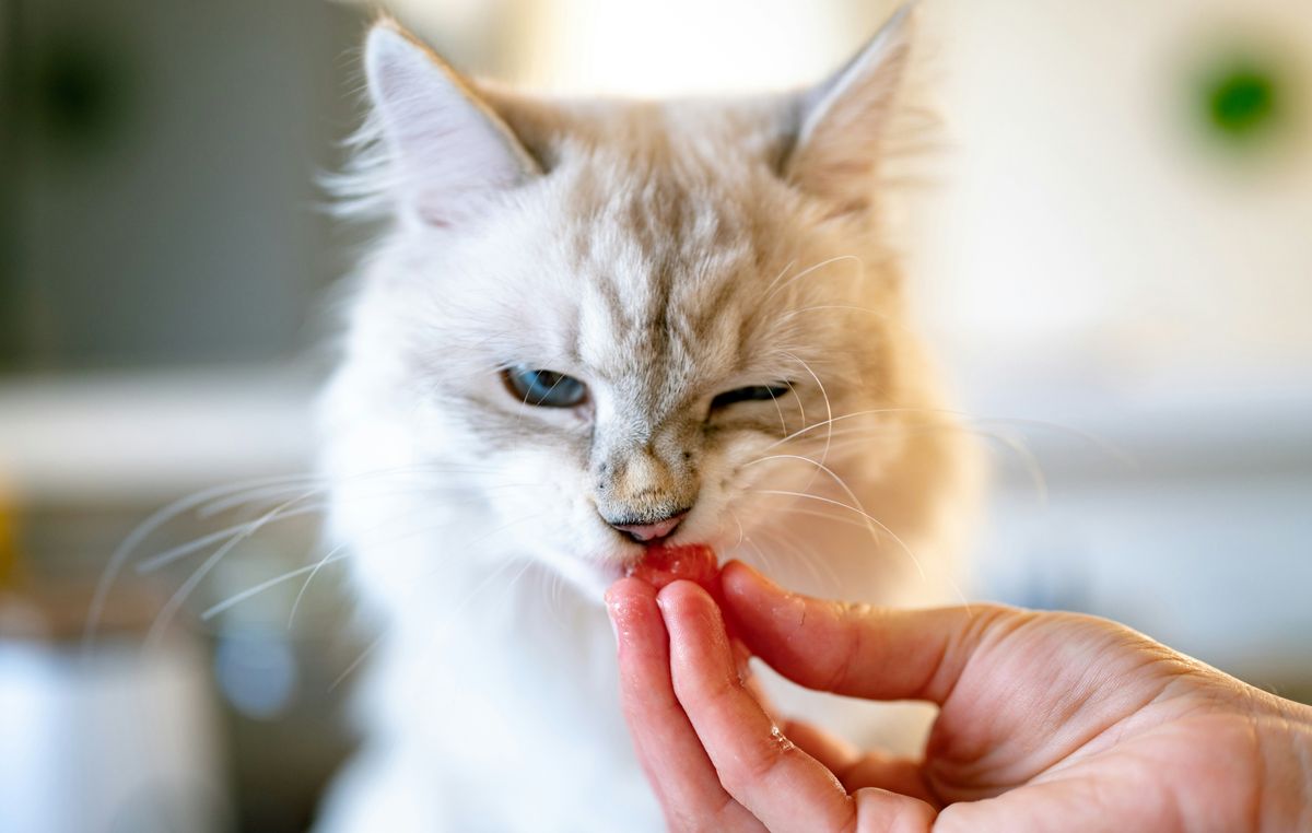 Kenapa Kucing Tidak Mahu Makan? Kenali Gejala Awal FIP Dengan Lebih Tepat