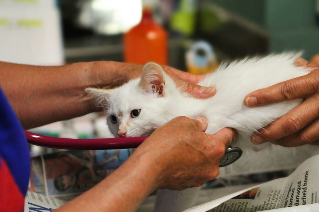 Kidney Problems in Cats: Complete Guide to Cat Renal Disease, Insufficiency, and Treatment