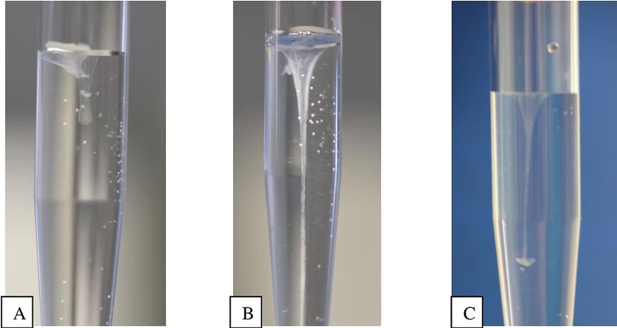Understanding the Rivalta Test: A Key Diagnostic Method for Detecting Wet FIP in Cats