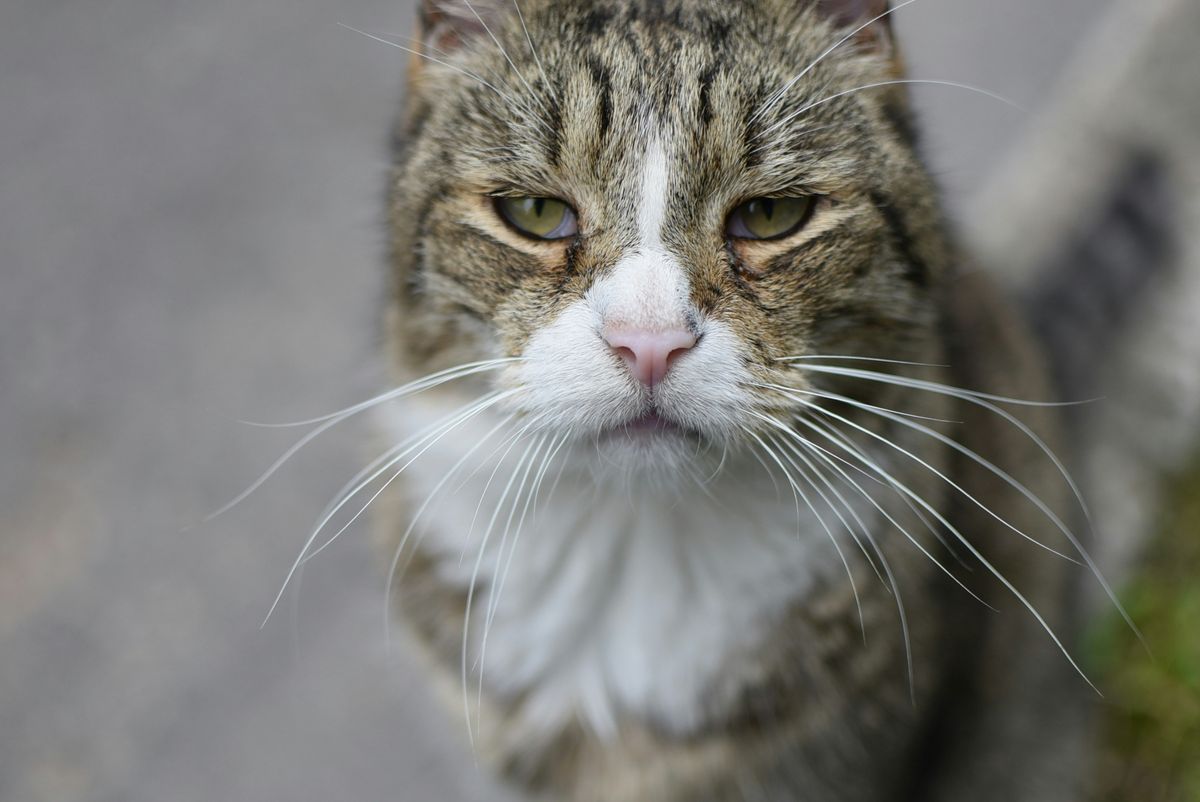 Cat Is Weak and Refusing to Eat? Understand the Signs of FIP and How to Treat It – BasmiFIP Malaysia 2025