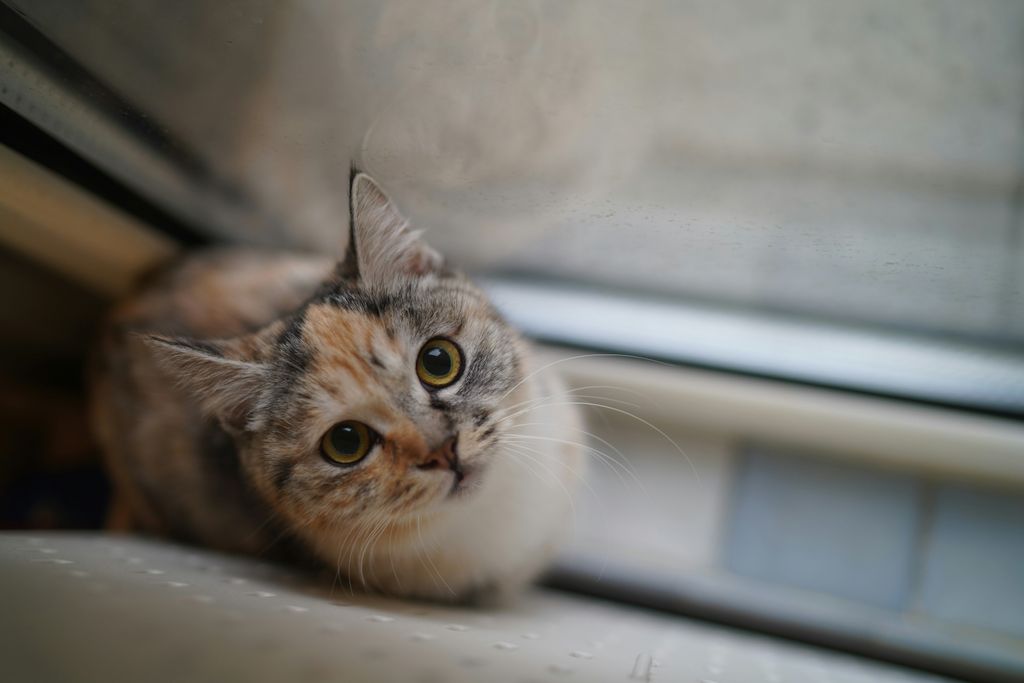 4 Essential Tips to Support Your Cat During FIP Treatment