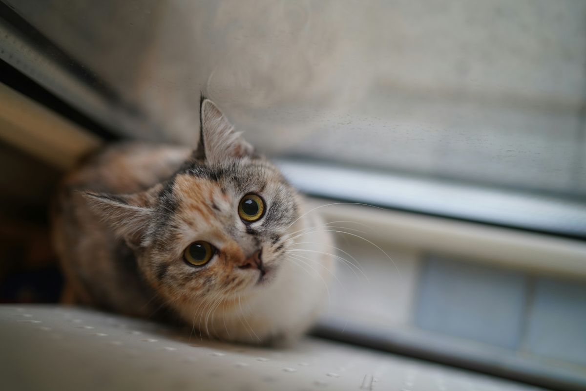 EIDD-1931 (MolnuFIP™) vs Molnupiravir Manusia (EIDD-2801): Mana Lebih Selamat & Berkesan untuk FIP?