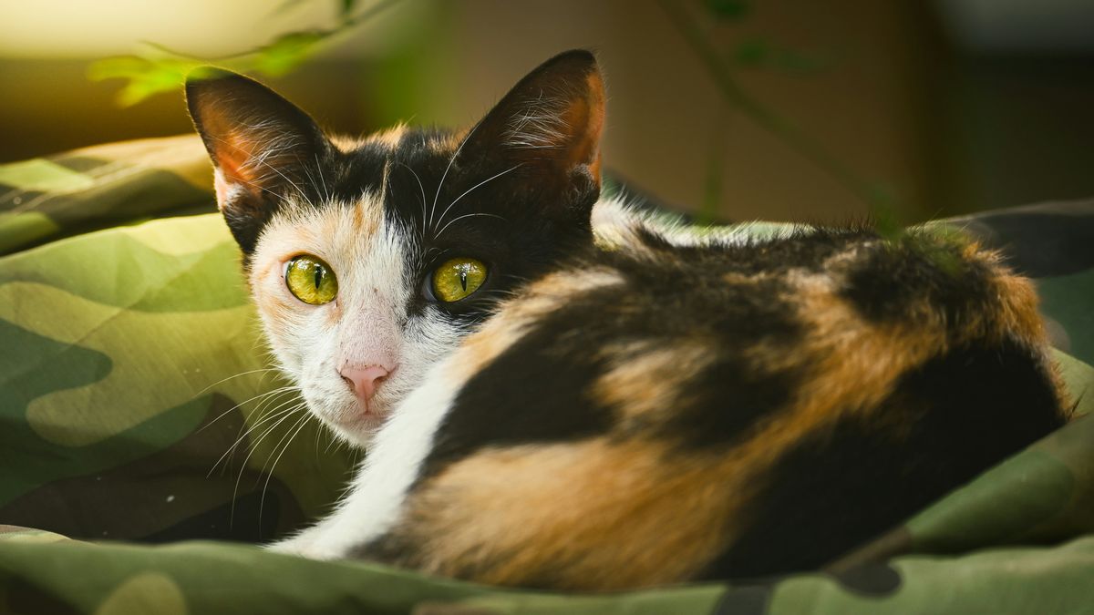 Jaundice in Cats: Causes, Symptoms, Treatment & Recovery (BasmiFIP Malaysia Guide)