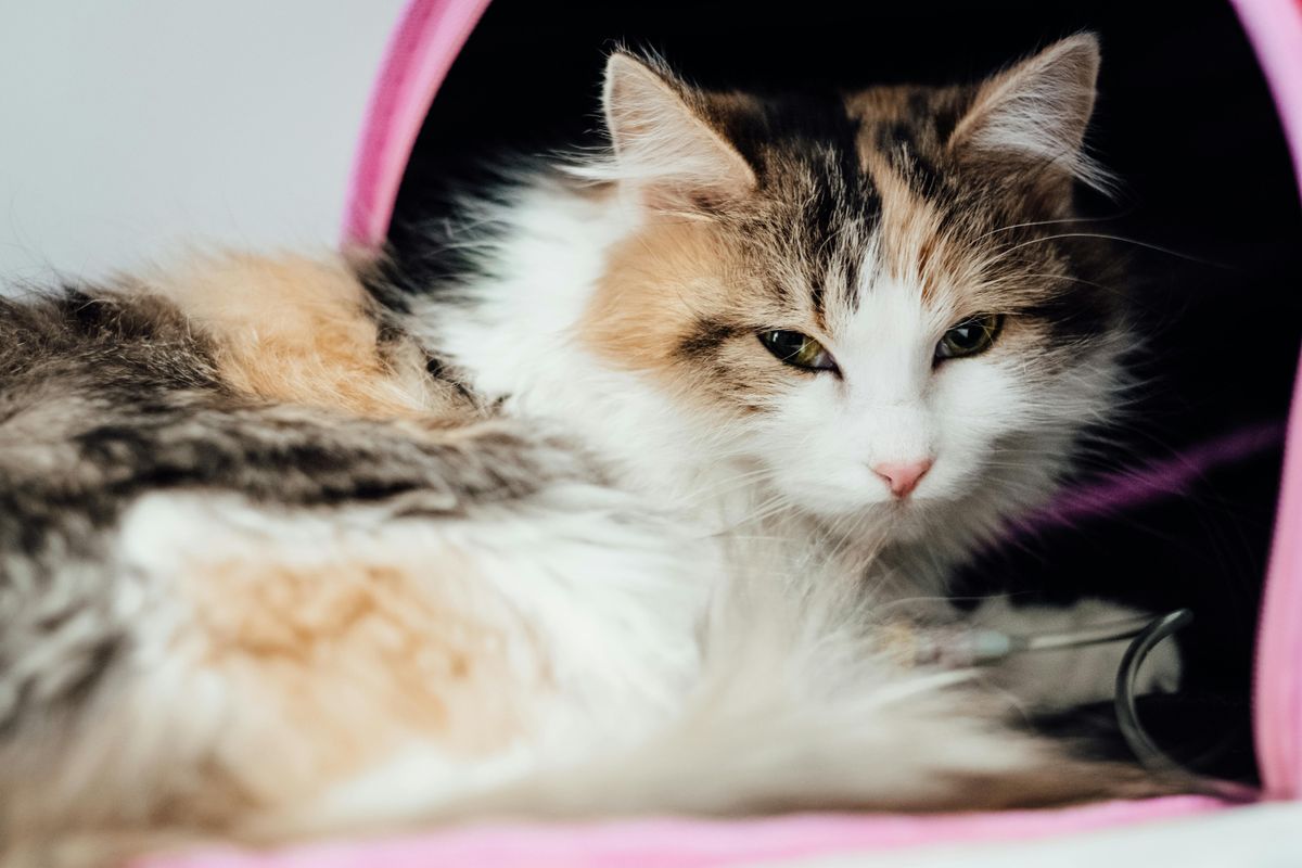 Is Feline Calicivirus Dangerous? Understanding the Real Risks