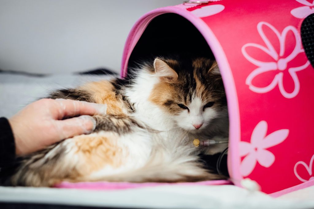 Effective FIP Treatments Available in Malaysia: A Guide for Cat Parents
