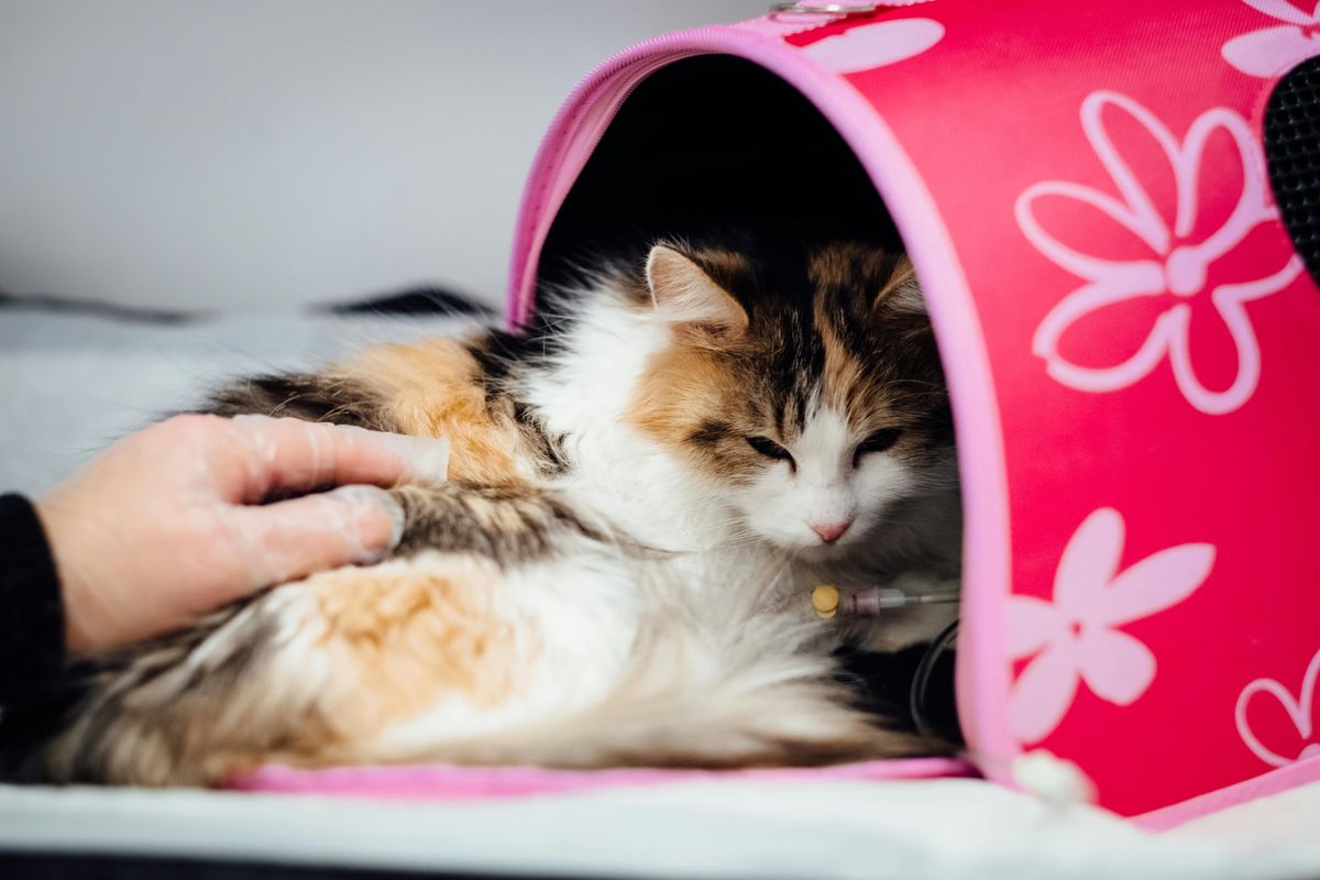 Effective FIP Treatments Available in Malaysia: A Guide for Cat Parents