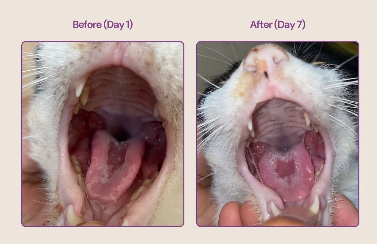 FCV Recovery in 7 Days: One Cat's Journey Back to Eating with CaliciX (EIDD-1931)
