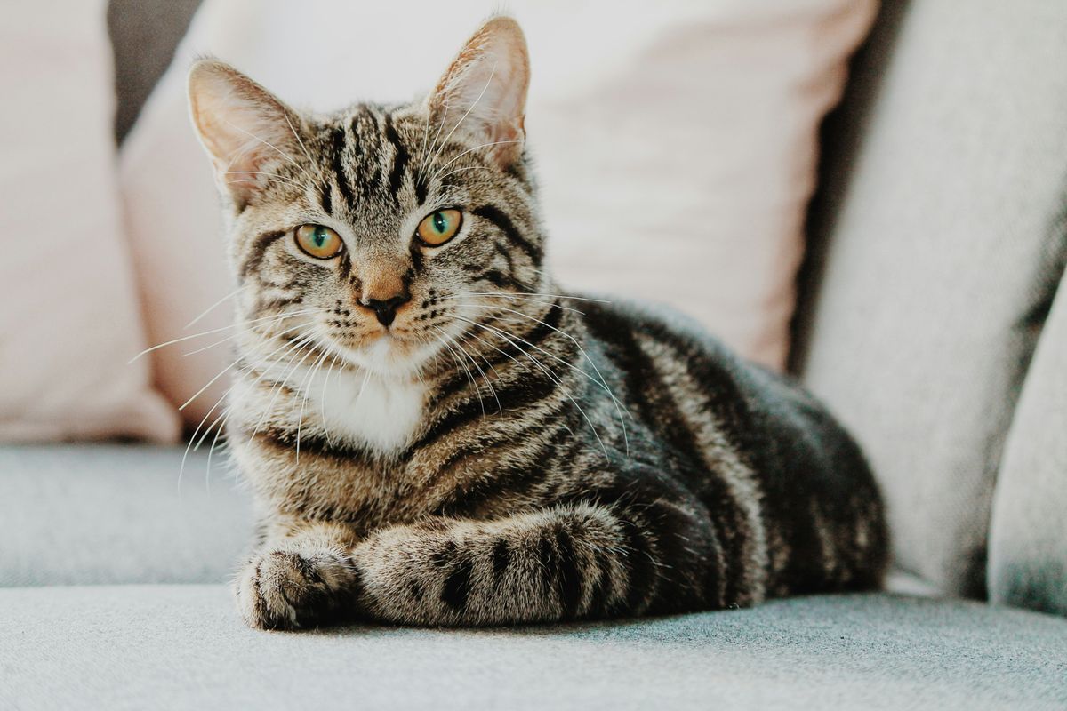 Calicivirus Treatment for Cats: When Antivirals Are Needed