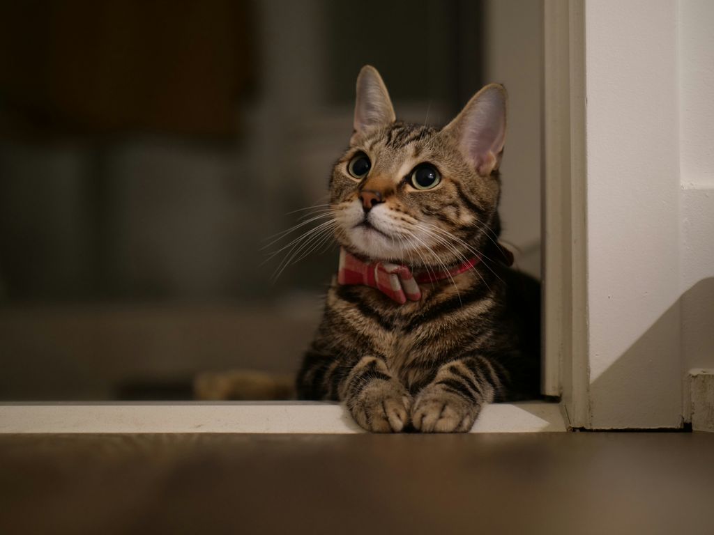 Cat Eye Ulcer and Feline Herpesvirus (FHV-1): A Guide