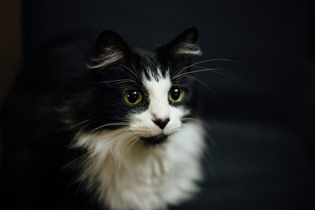 Conjunctivitis in Cats: When Feline Herpesvirus (FHV-1) Is the Cause