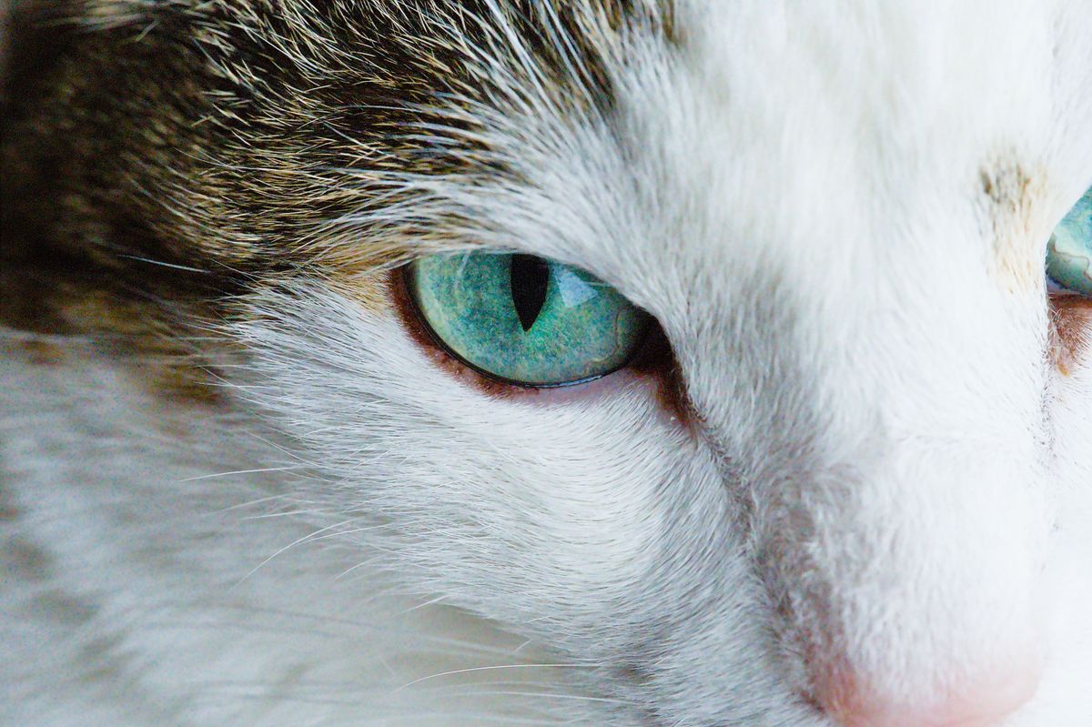 Corneal Ulcers in Cats: FHV-1 Eye Damage and What to Do