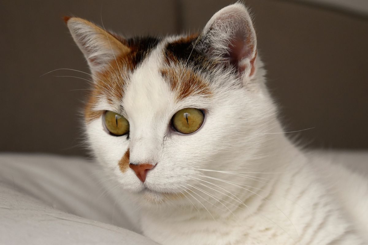 Stomatitis in Cats: Is Feline Calicivirus (FCV) the Cause?