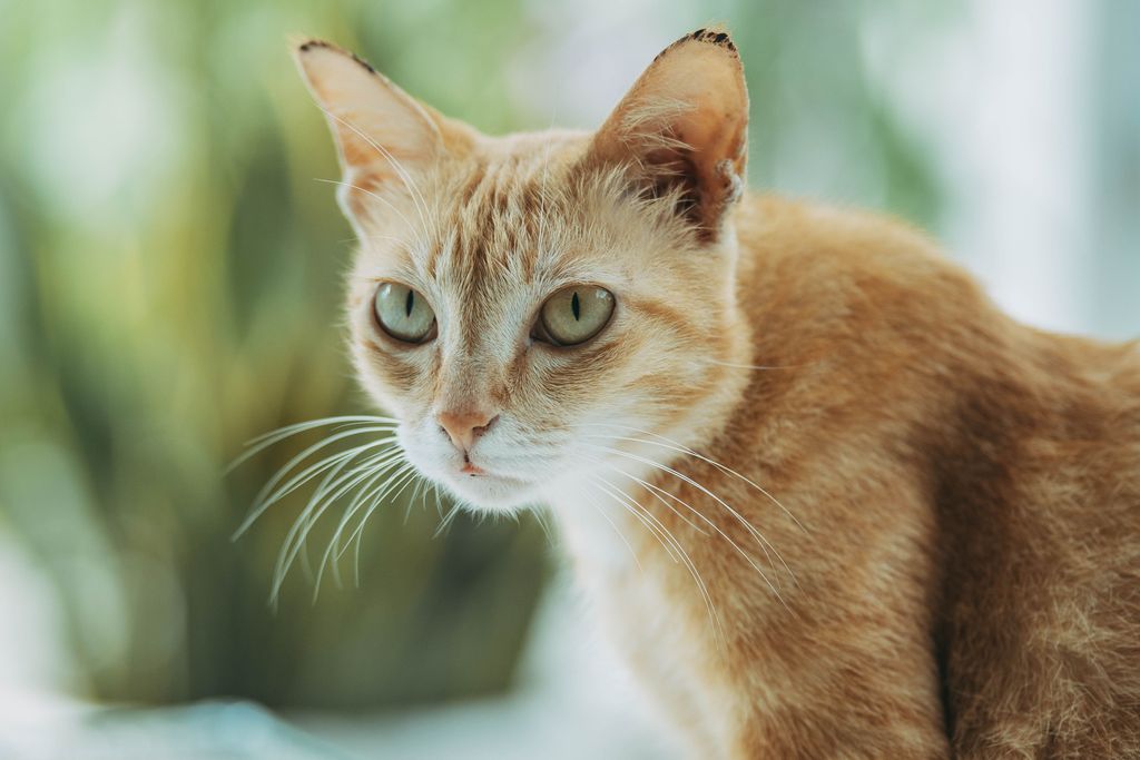 Stomatitis in Cats (FCGS): Why Antivirals Now Matter
