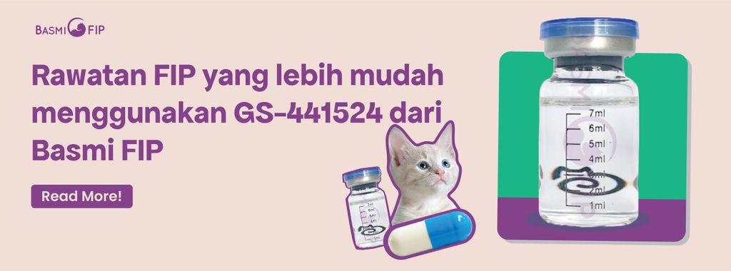 GS-441524 Basmi FIP, Cara Paling Berkesan Merawat FIP Kucing
