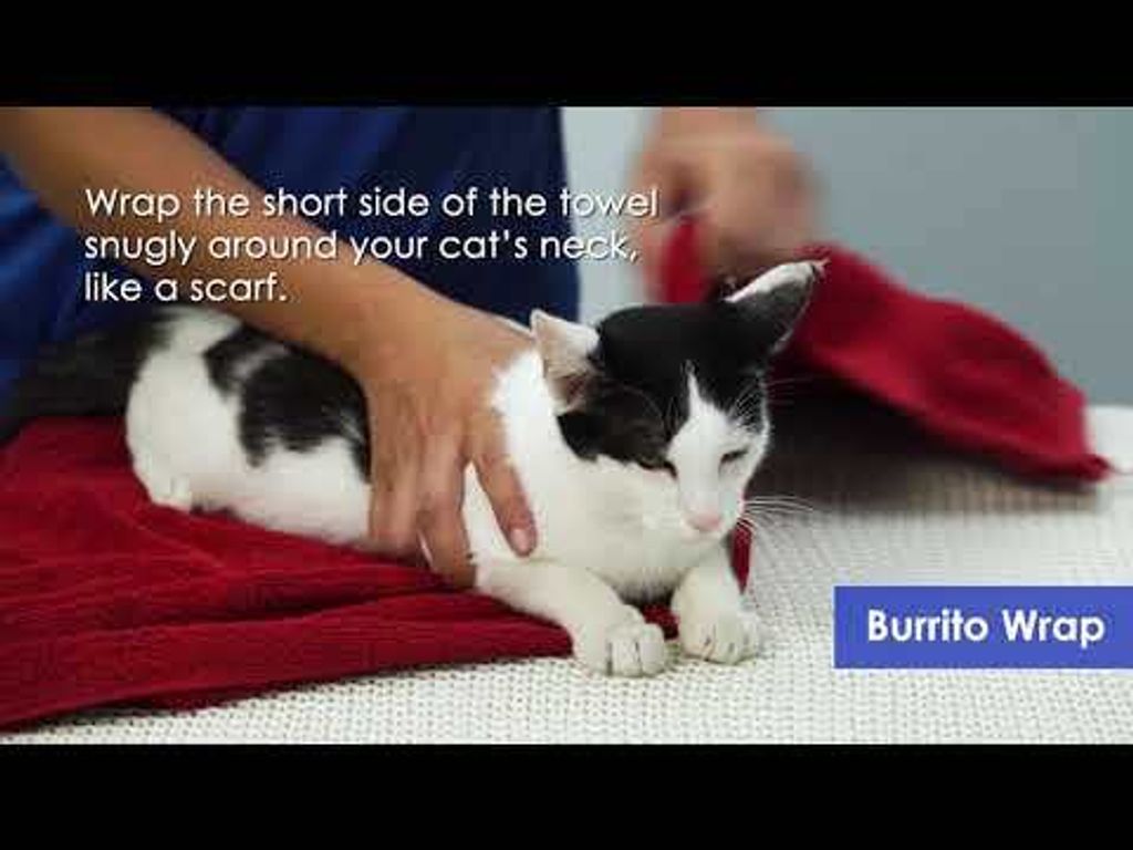 FIP subcutaneous injections methods | Basmi FIP