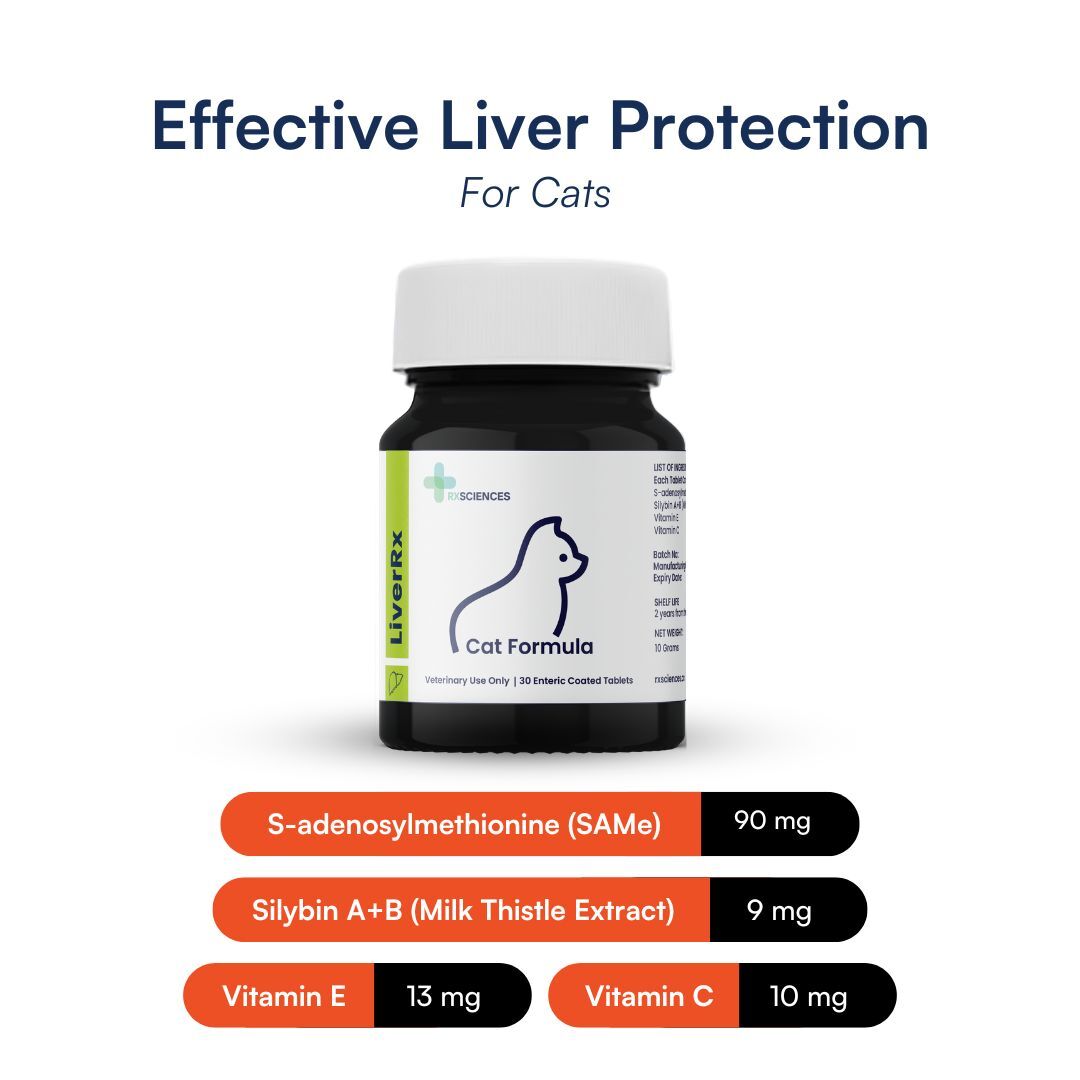 Basmi FIP™ Antiviral, 20mg/ml Vitamin B12, 8ml – BASMI FIP