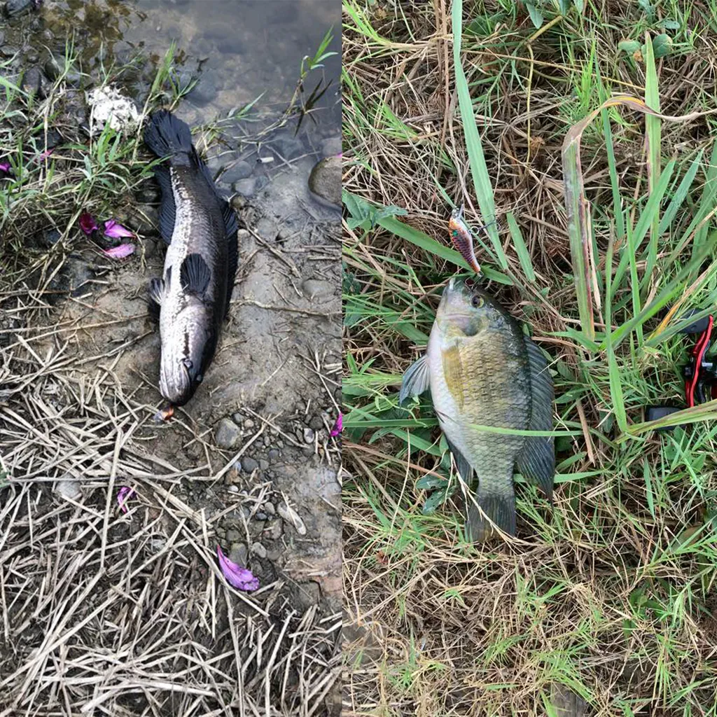 FISH 拷貝.jpg