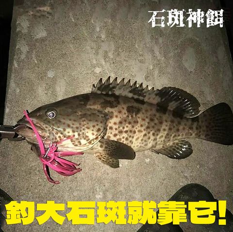 魷魚範例.jpg