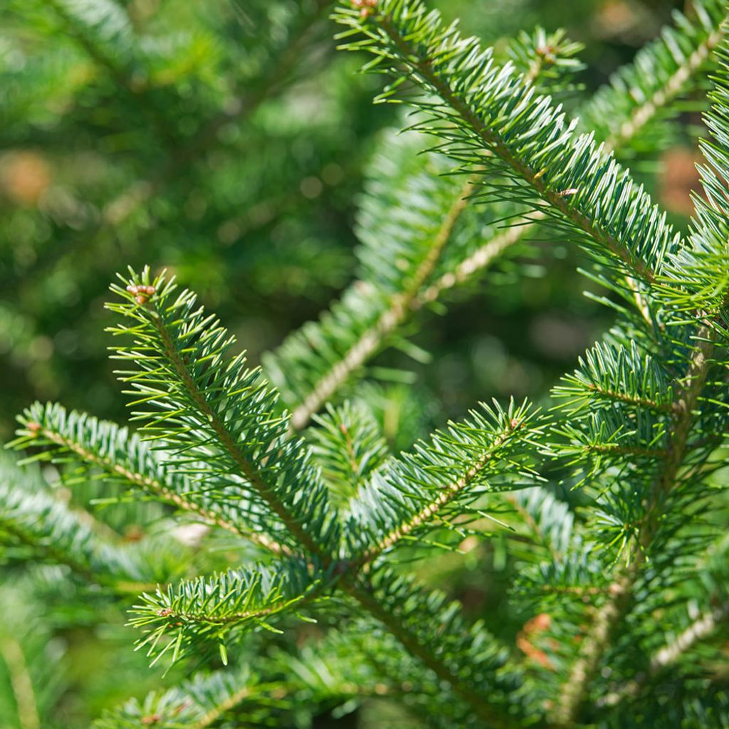 balsam-fir-organic.jpg