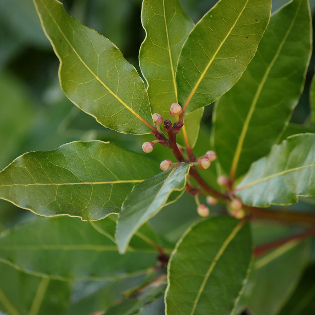 bay-laurel-organic.jpg