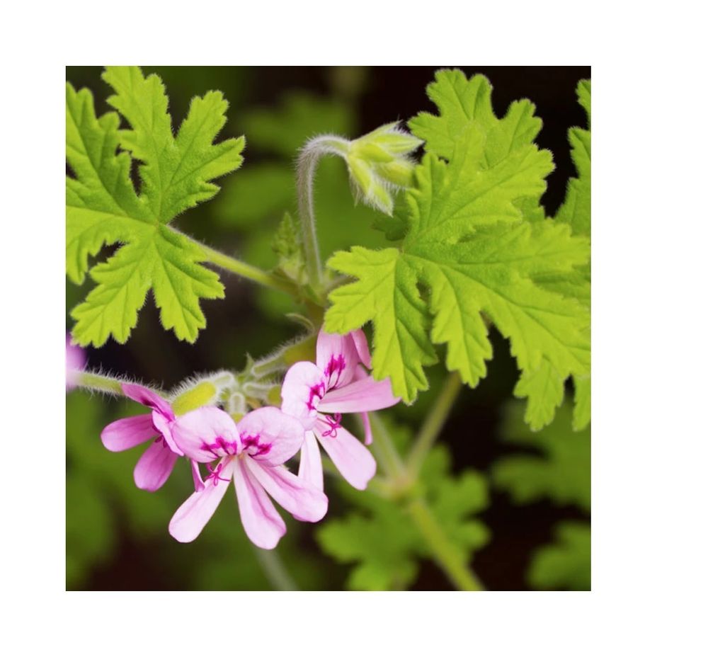 geranium-rosat-organic.jpg