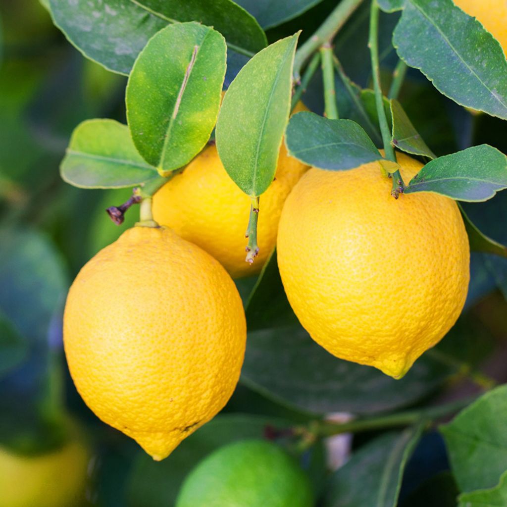 lemon-organic.jpg