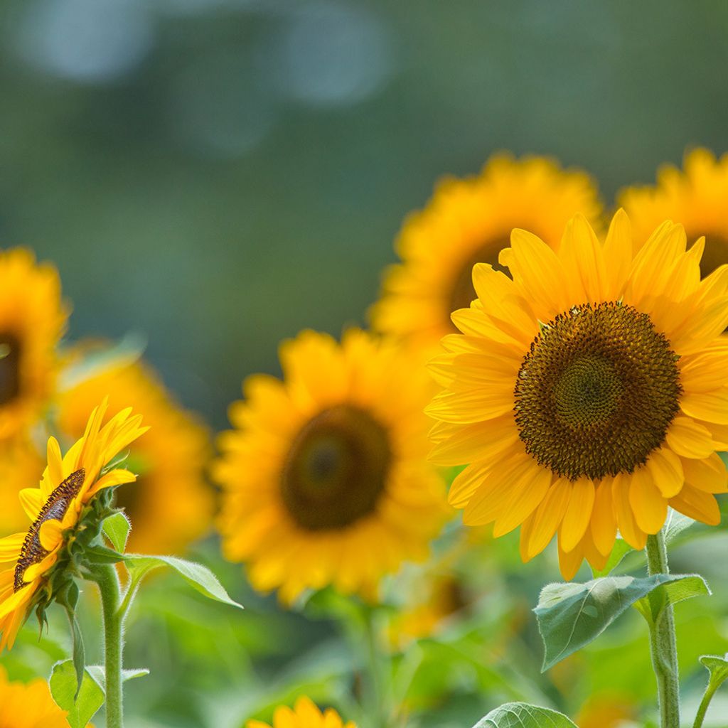 sunflower-organic.jpg