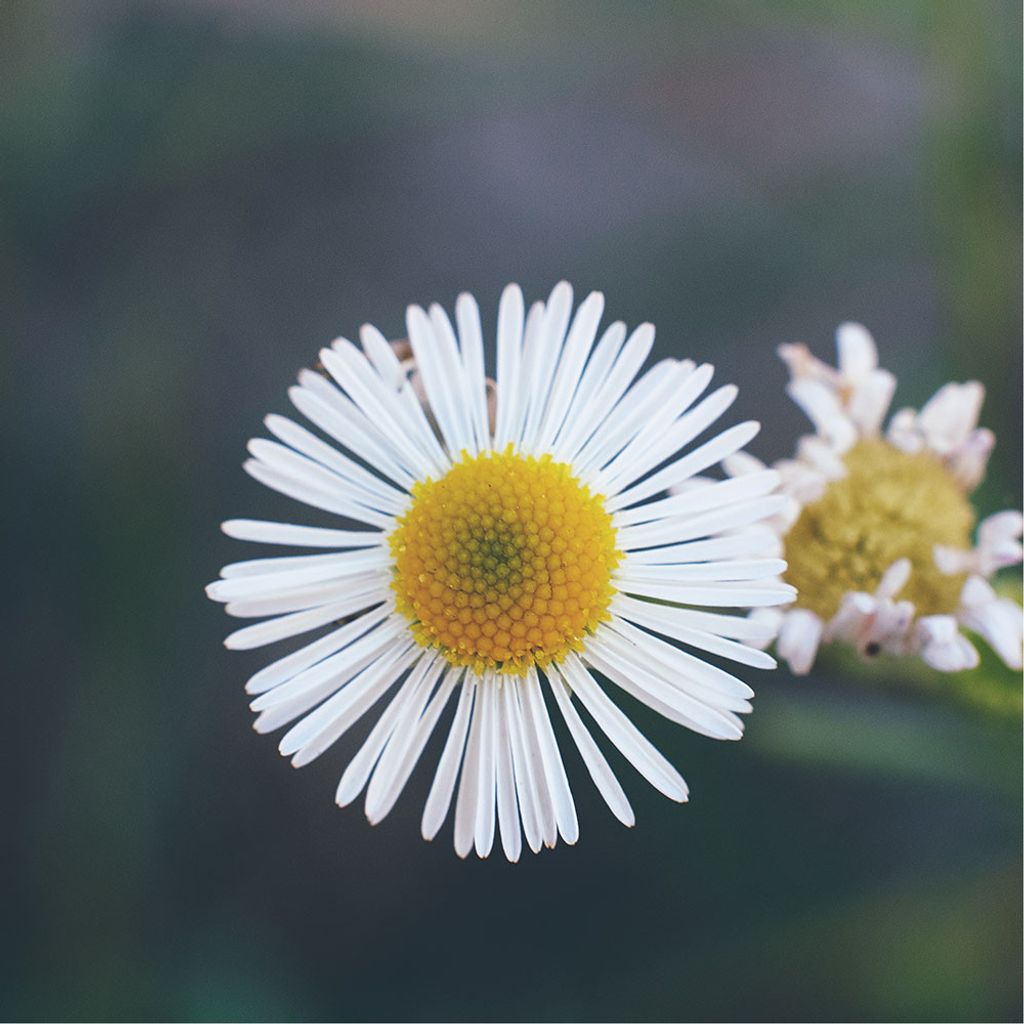 daisy-organic.jpg