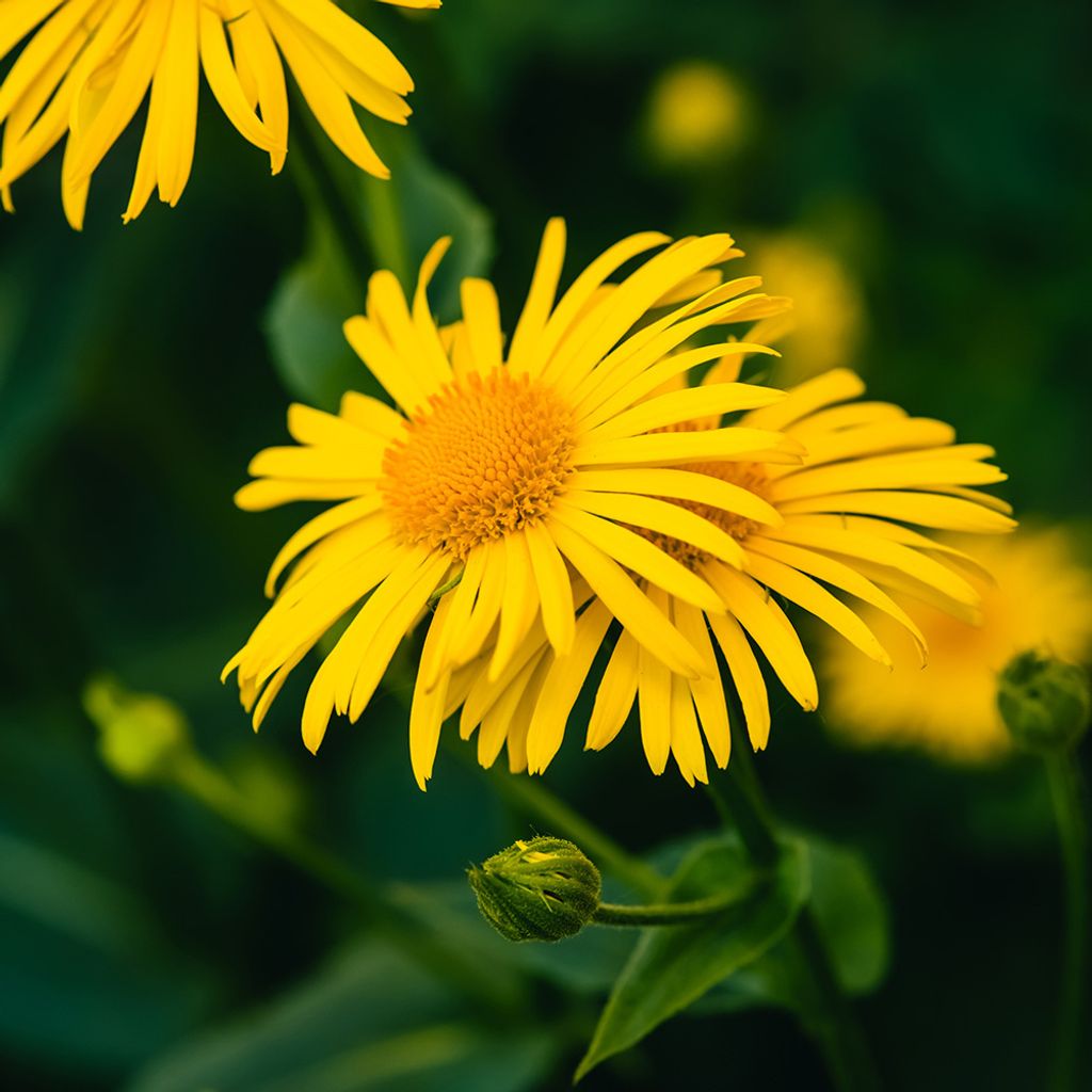 arnica-organic.jpg