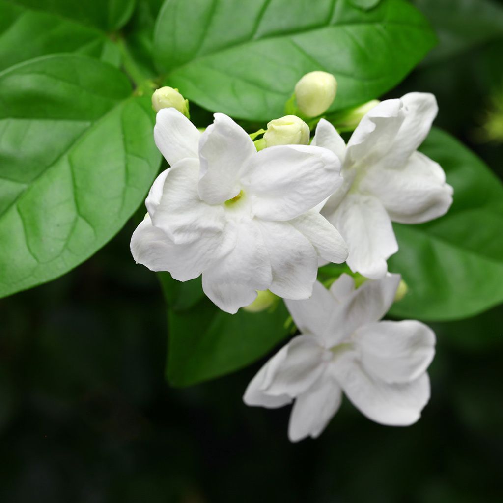 jasmine-sambac.jpg