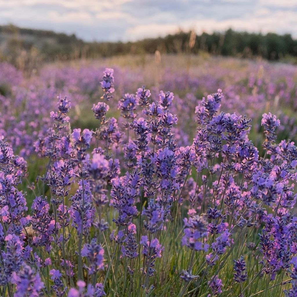 wild-lavender-vera-organic.jpg