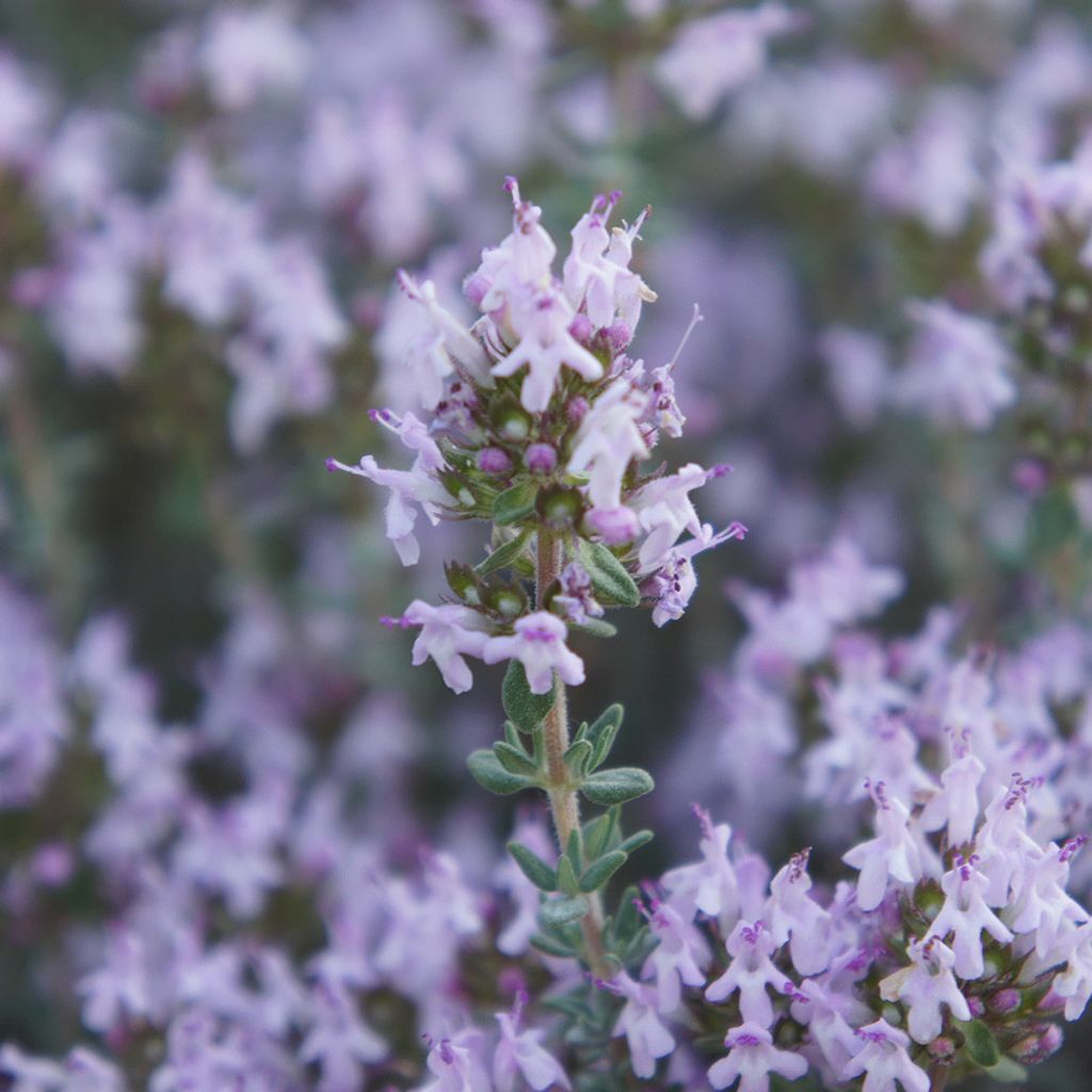 thyme-thymol-organic.jpg