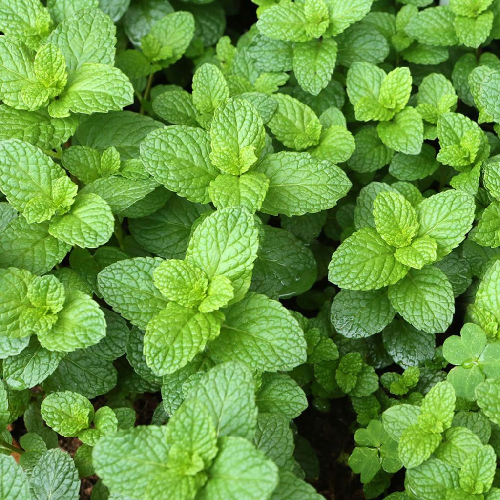 spearmint-organic.jpg